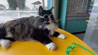 Truffles the Kitty loves her colorblindness glasses! She won't take them off!