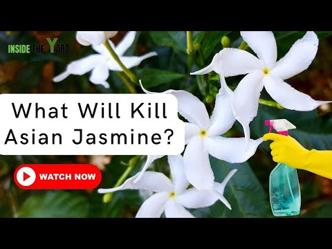 Q&A – What Will Kill Asian Jasmine?