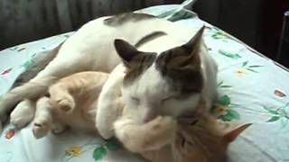 кошки приколы смешные топ видео 2014 животные кошки кошки приколы смешные топ видео 2014 животные кошки