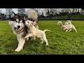 Giant Husky Reacts To Meeting 8 Golden Retriever Puppies! He Wants To Adopt Them! (Cutest Ever!!)