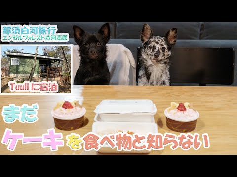 【旅行3・4日目】Tuuliに泊まったけど正直…＆生まれて初めてのケーキ【エンゼルフォレスト白河高原】