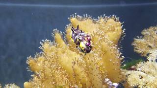 Flamboyant Dwarf Cuttlefish