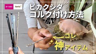 ビカクシダのコルク付け100均の神アイテムで誰でも簡単に出来ます
