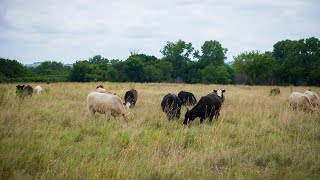 What can happen when cattle eat toxic Johnsongrass