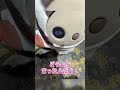 【実写】STPRのいちごちゃんに出会った結果、大変なことになってましたｗｗｗｗｗｗｗｗ【てるとくん】【Knight A】