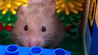 The Hamster Has Woken Up And Wants To Play