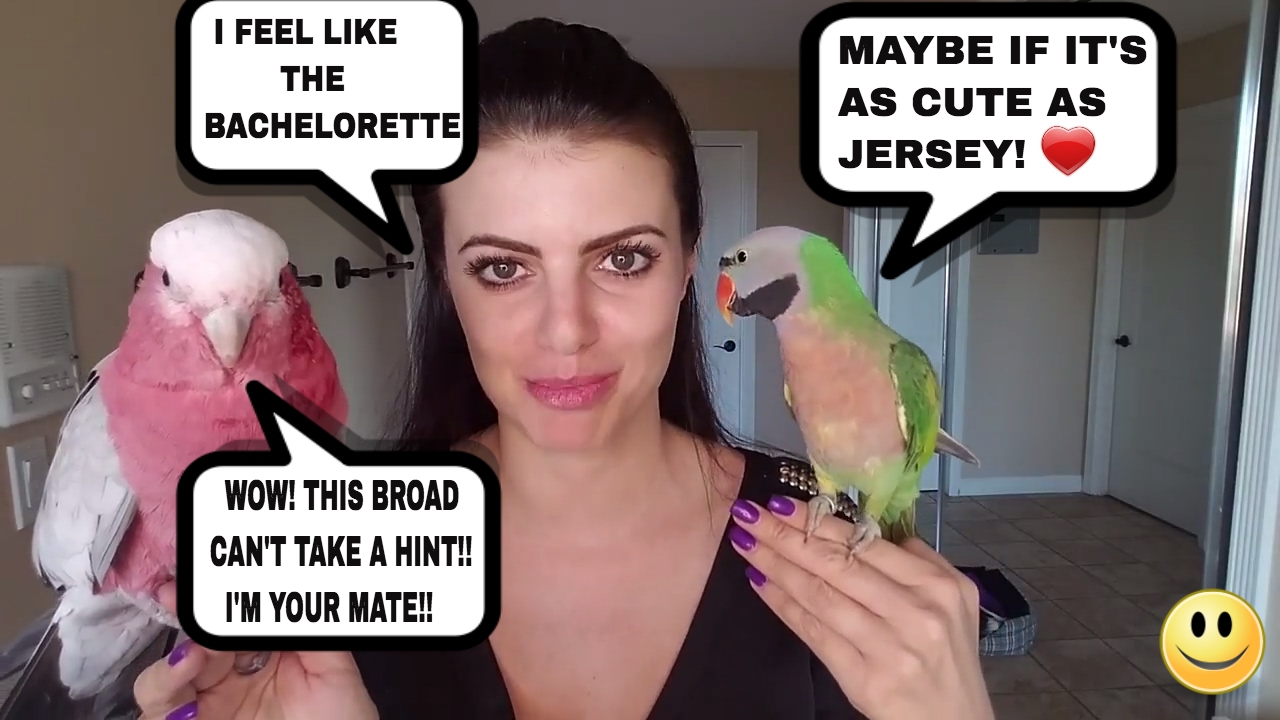 getting a second parakeet