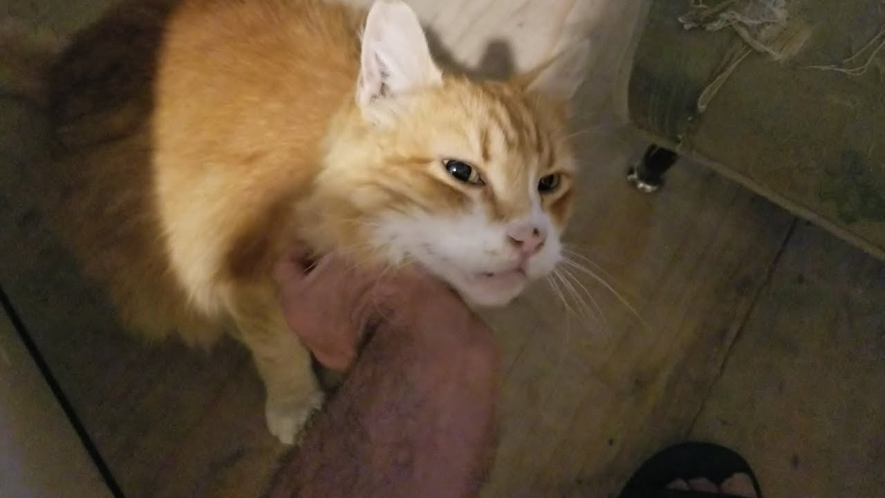 cat condo 2 mod apk Skittie Kitty decides to visit inside the mancave one afternoon (M3FC 1082)
