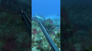 Spearfishing Florida Gag Grouper! #spearfishing #fishing