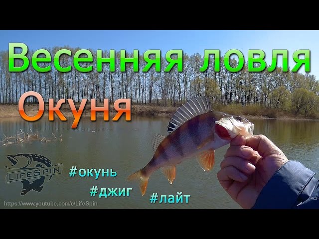 Весенняя ловля окуня