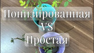 А можно ли пить ионизированную воду? Провела эксперимент с розами, посмотрите и сделайте вывод сами.