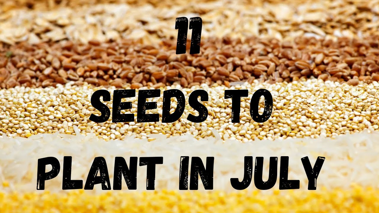 11 Seeds To Plant In July Zone 8a YouTube 11 Seeds To Plant In July Zone 8a YouTube