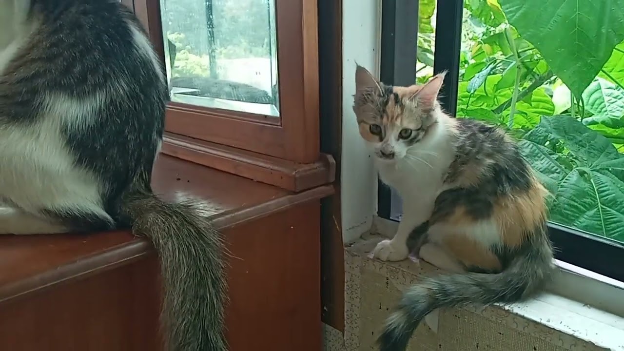 Cats & kittens are 874 & 783 & 709 & 626 & 525 & 508 & 460 & 384 & 269 & 231 & 131 &291 &225 &123&89