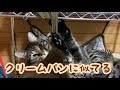 猫の手はクリームパンに似ていてかわいい【唐草猫ムタさん】