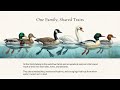 What’s the Difference Between Ducks, Geese, Swans, and Mergansers?