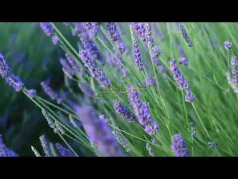 شاهد قبل الحذف فضيحة من عيار ثقيل حكمتها في دارها صوطتها وبالت عليها