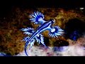 The Real Life Sea Dragon