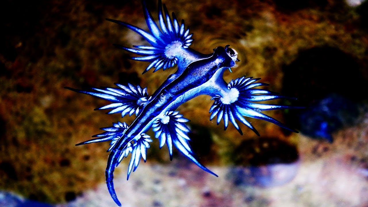 blue dragon nudibranch