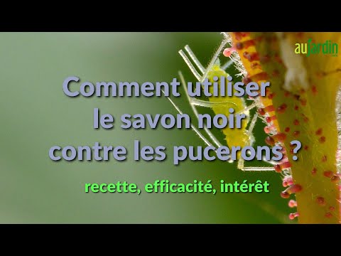 Comment utiliser le savon noir utiliser contre les pucerons ?