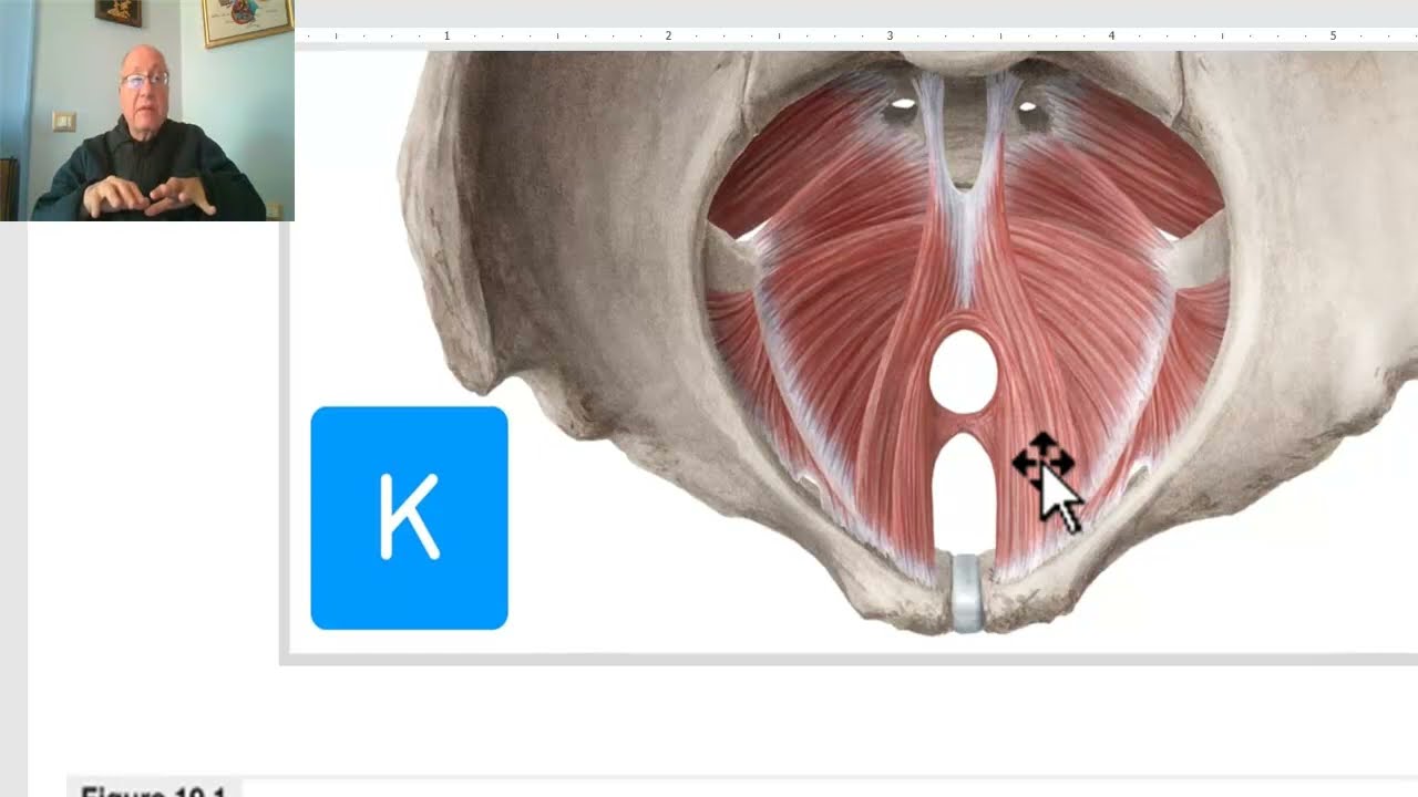Anatomy of pelvis in Arabic 2023, 9 ( Levator  ani muscle, part 2) by Dr.Wahdan