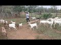 Buying Galla Goats in Kenya