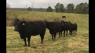 Breeding Cows - Artificial Insemination Using CIDRS