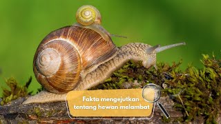 Siput : Fakta Mengejutkan Tentang Hewan Melambat @serambipawon