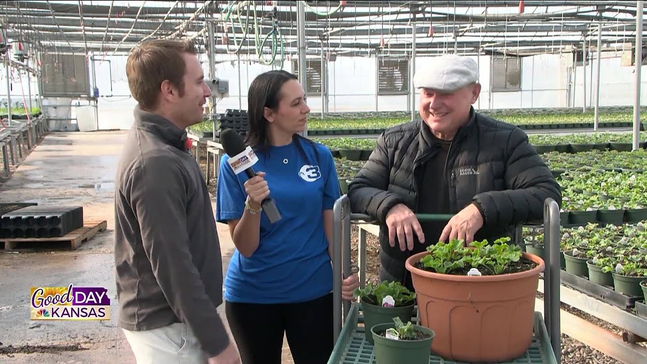 Let's Grow It - Stutzmans Geraniums