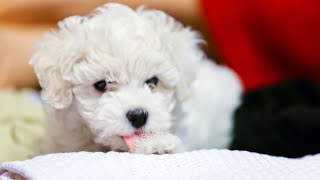 How Bichon Frise Dogs Make Great Therapy Dogs