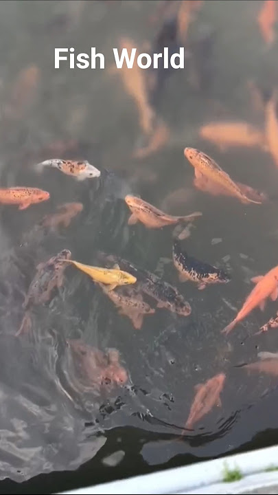 colored fishes featuring the stunning Flower Horn cichlid #ytsshorts#viralvideo#seaworl#flowerhorn
