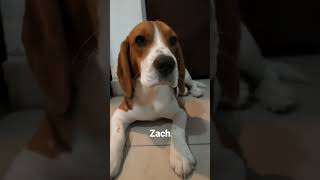 other dogs vs my dog during night time...  #zach #puppy #animal #beagleboy #beagle #dogsofyoutube