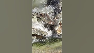 Crocodile Sounds  – Spinosha TV | #shorts #animal