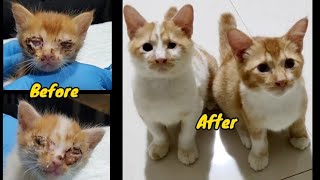 Before After. Rescued two kittens whose eyes were badly infected @lilyivo