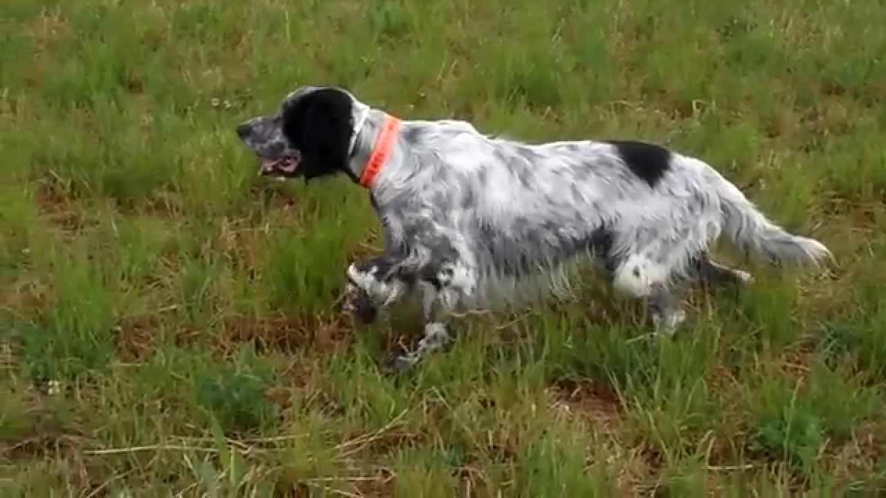 Entrainement Setter Anglais - YouTube Entrainement Setter Anglais - YouTube