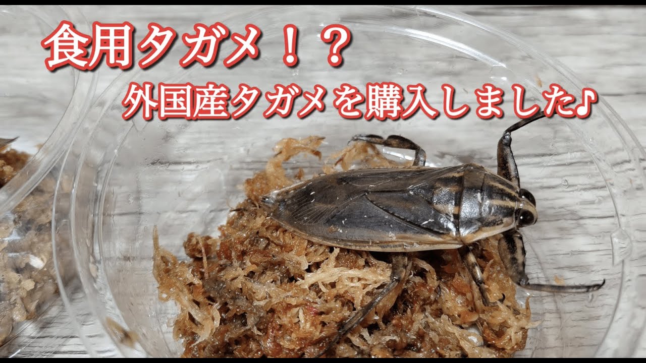 食用タガメ!? 外国産タガメを購入しました♪ - YouTube