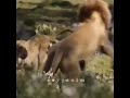 شوفوا حب جميل بين أسد و لبؤة
