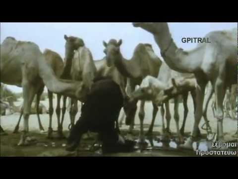 Βίντεο: Τι είδη καμήλων υπάρχουν;