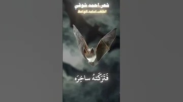 مرت على الخفاشي ملكت الفراشي 