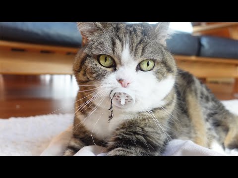 一番年上なのに赤ちゃんみたいなねこ。-Maru is the oldest but looks like a baby.-