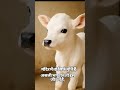 beautiful animals ❤️ # and # birds 🐦 #different types # ke  #short #videos #music