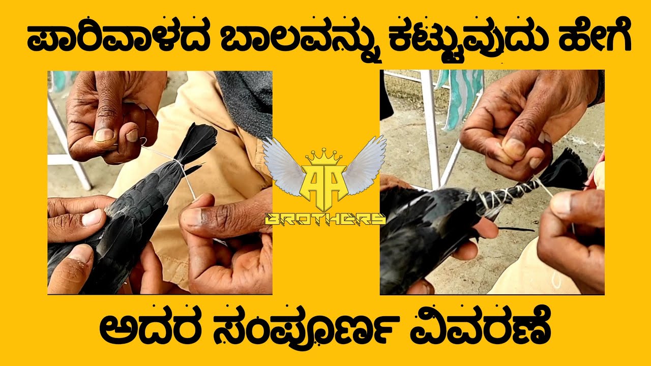 ಪಾರಿವಾಳದ ಬಾಲವನ್ನು ಕಟ್ಟುವುದು ಹೇಗೆ  ಅದರ ಸಂಪೂರ್ಣ ವಿವರಣೆ | How to tying pigeon tail and their importants