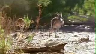 Kangaroos jump far.