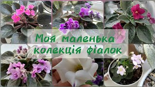 Огляд #ФІАЛОК. Моя маленька #колекція 🌺🌸Заквітла #ЕУСТОМА💮