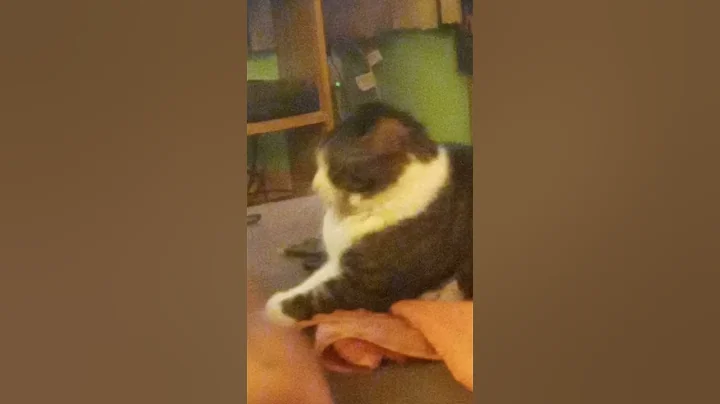 Scooby playing
