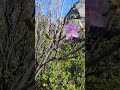 Багульник (#Рододендрон вернее) на сопке Двух, май #Хабаровск #Хехцир