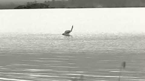 Zeiss DTI 3/35 Thermal Spotter. Bird on rock in water.