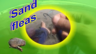 Cara Pasang Kail pada Umpan Mancing Pasiran Sand Fleas