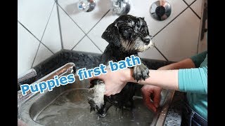 9 week old schnauzer puppy