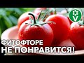 СЕКРЕТНОЕ СРЕДСТВО ОТ ФИТОФТОРЫ ТОМАТОВ