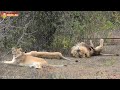 Птенчики в сборе - Олежка в любви, Витя в дозоре. Львы Тайгана. Lions life in Taigan.